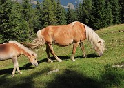 Rif. Alpe Cantedoldo (1500 m) dal Ponte dell’acqua via Gambetta -11 settembre 2023- FOTOGALLERY